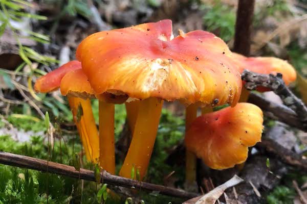 Cluster of orange fungi on a mossy forest floor