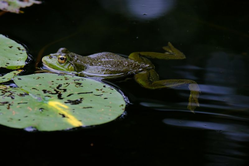 a small green frog swimming to a lillipad
