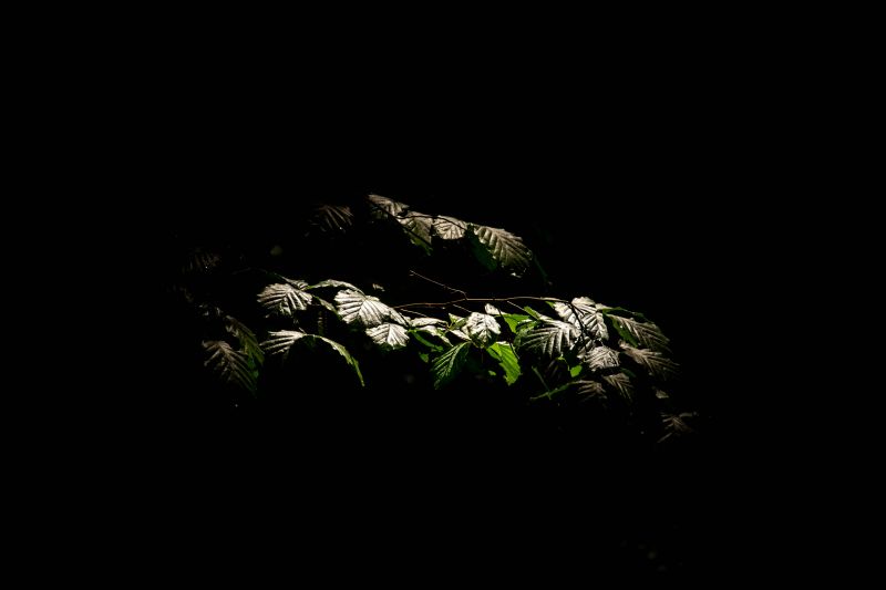 dramatic lighting highlighting a plant in the dark