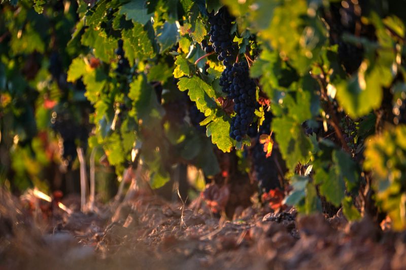 a close up of grape on a vine