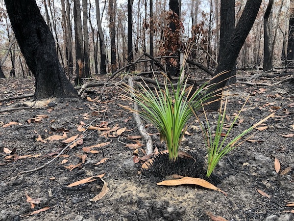 A small green plant growing amongst burned-out older plants