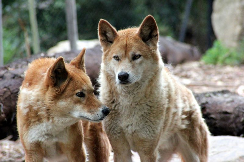 image of two dingoes 