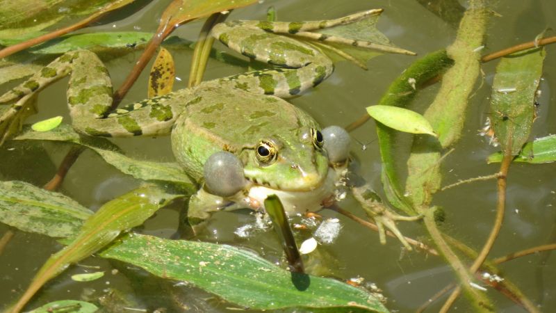a green frog in water with green leaves floating around it