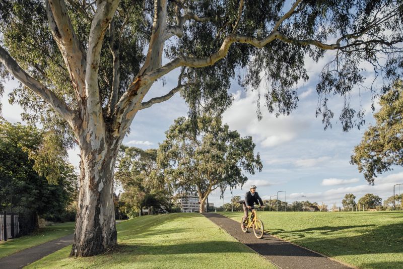 Image of large gum tree with two paths, one path with a cyclist on it