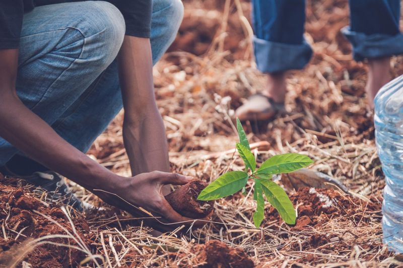 close up of hands planting a tree