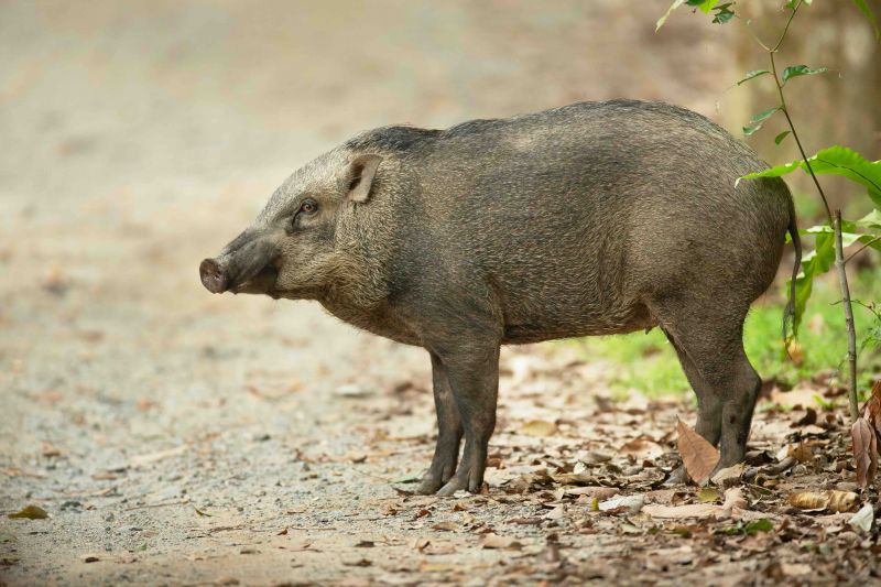 feral pigs in the otways
