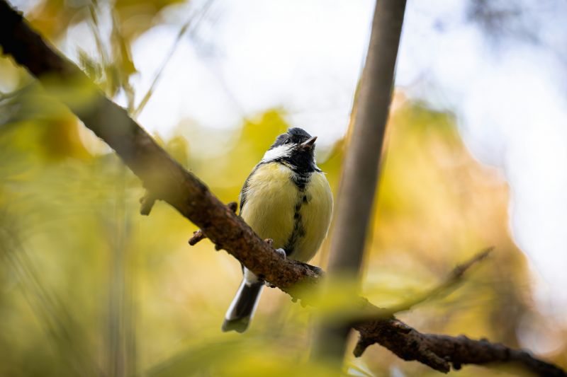 a small yellow bird on a branch