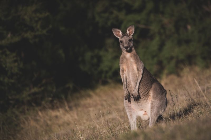 a still kangaroo in the field