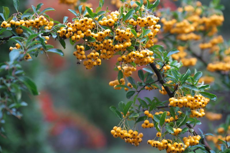 a close up of a yellow native Australian plant
